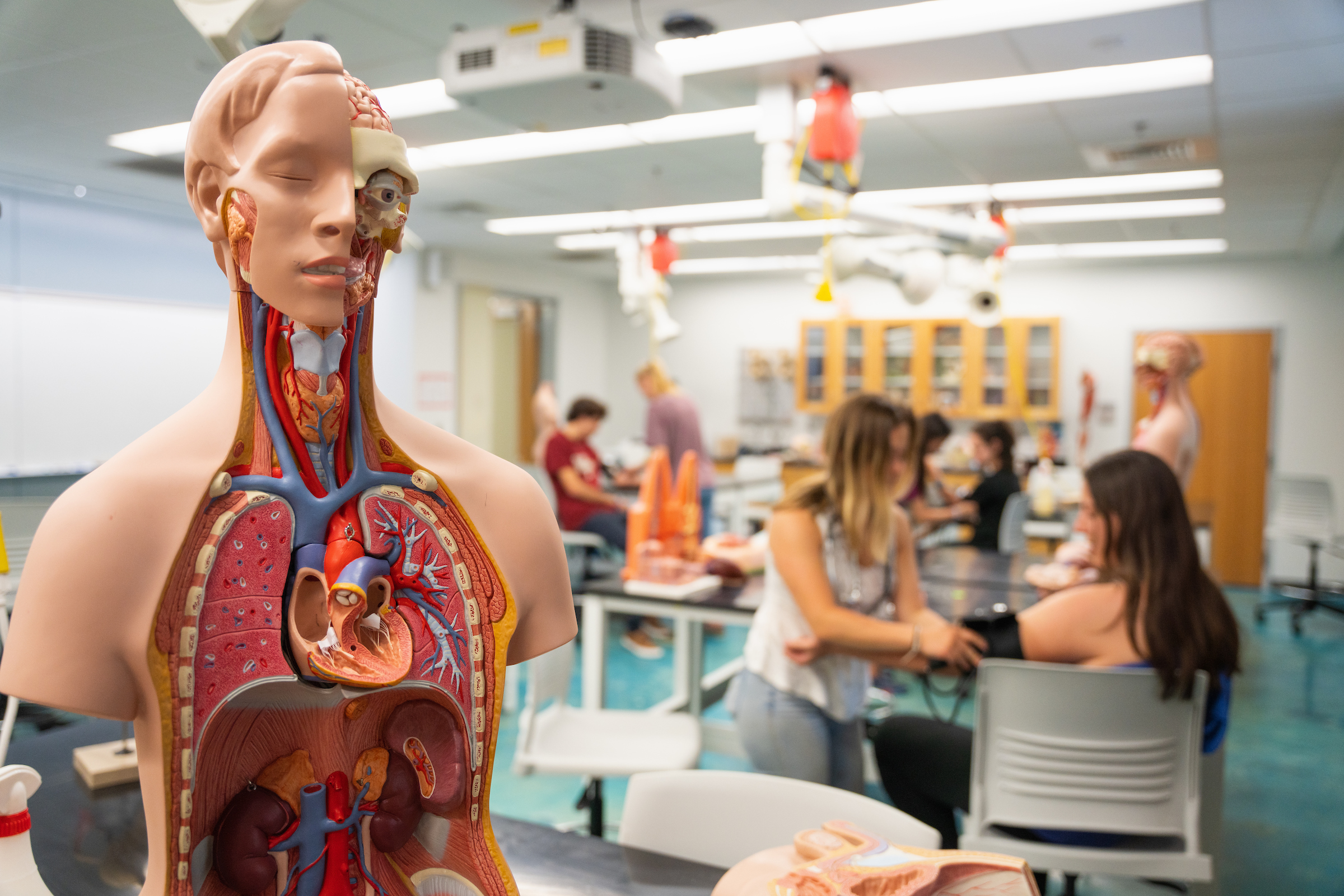 A health sciences classroom with students and a display of the human body.