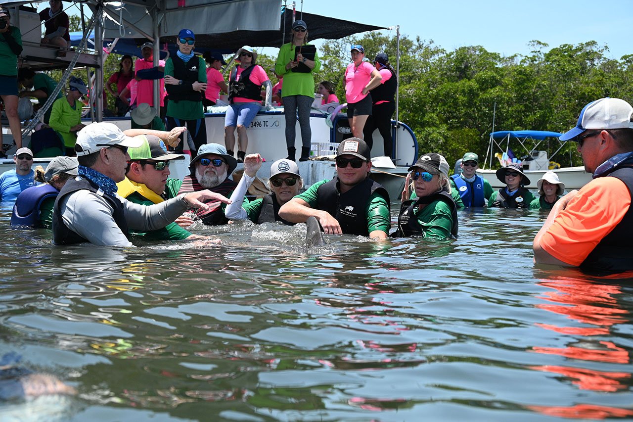 Students Help Examine the Health of Gulf Coast Bottlenose Dolphins
