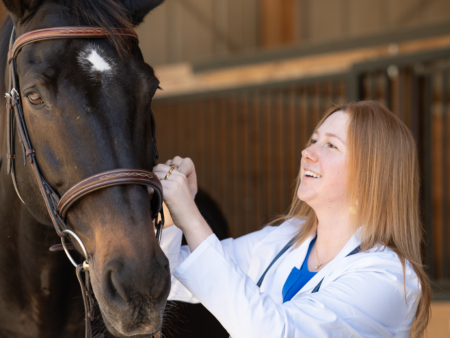 A veterinarian adjusting the bridle on a horse in a stable setting.