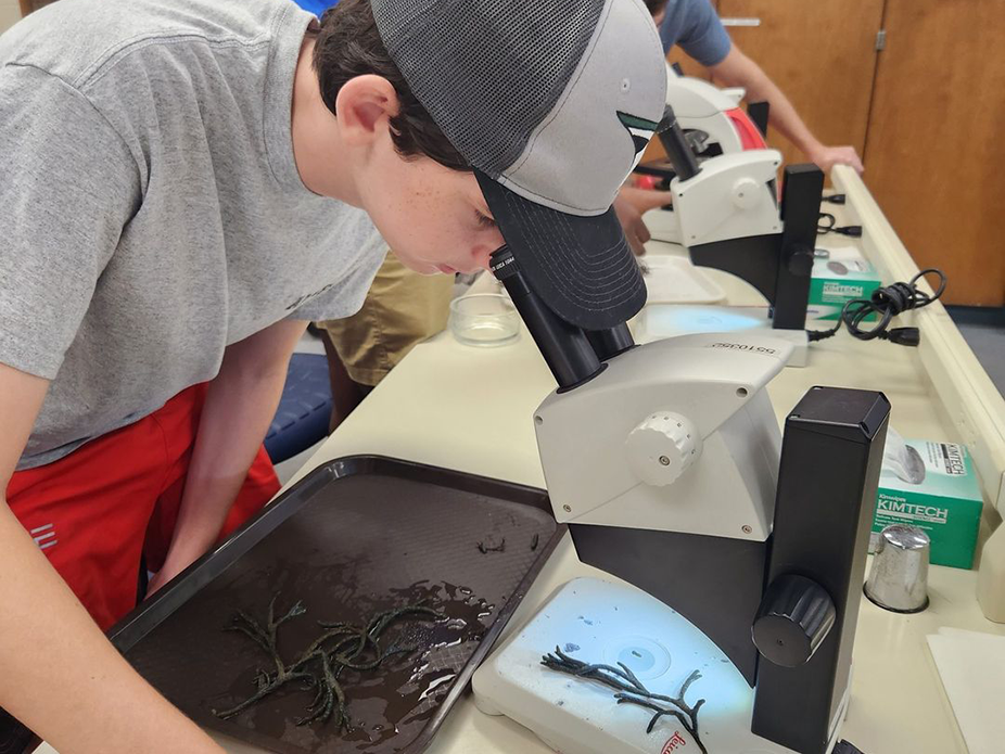 A student looking at sea grass under a microscope.