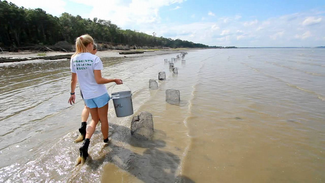 The Sotka Lab at the College of Charleston features Biology professor Erik Sotka and between three and five undergraduate and graduate students focused on marine research.   